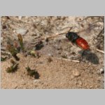 Sphecodes albilabris - Blutbiene 05 12mm.jpg